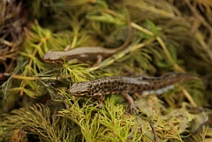 David Plant Photography - Wildlife Photography - Smooth newt - E